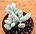 Cotyledon orbiculata var. Oophylla - Imagem 1