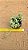 Cotyledon papillaris - Imagem 1