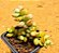 Cotyledon pendens - Imagem 4