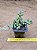 Cotyledon pendens - Imagem 1