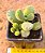 Cotyledon tomentosa - Imagem 1