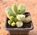 Cotyledon tomentosa - Imagem 2