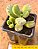 Cotyledon tomentosa - Imagem 4