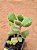 Cotyledon tomentosa - Imagem 7