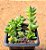 Crassula argentina - Imagem 2