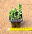 Crassula argentina - Imagem 3