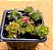 Crassula capitella thyrsiflora - Imagem 2