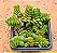 Crassula david - Imagem 1
