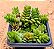 Crassula david - Imagem 2