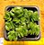Crassula david - Imagem 1