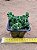 Crassula david - Imagem 2