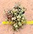Crassula expansa subsp. Fragilis - Imagem 1