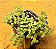 Crassula expansa subsp. Fragilis - Imagem 1