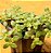 Crassula expansa subsp. Fragilis - Imagem 3