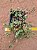 Crassula expansa subsp. Fragilis - Imagem 2