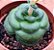 Crassula hemisphaerica - Imagem 2