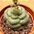Crassula hemisphaerica - Imagem 4