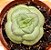 Crassula hemisphaerica - Imagem 1