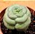 Crassula hemisphaerica - Imagem 3
