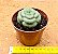 Crassula hemisphaerica - Imagem 2