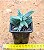 Crassula mesembryanthemoides tenelli - Imagem 3