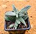 Crassula mesembryanthemoides tenelli - Imagem 1