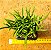 Crassula muscosa - Imagem 2