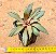Crassula orbicularis v. rosularis - Imagem 4