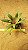 Crassula orbicularis v. rosularis - Imagem 1