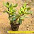 Crassula ovata - "Jade" - Imagem 2
