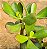 Crassula ovata - "Jade" - Imagem 3