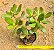 Crassula ovata - "Jade" - Imagem 1