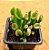 Crassula ovata gollum - "Orelha-de-Shrek" - Imagem 1