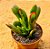 Crassula ovata hobbit fiona - Imagem 1