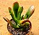 Crassula ovata hobbit fiona - Imagem 2