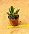 Crassula ovata hobbit fiona - Imagem 4