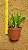 Crassula ovata hobbit fiona - Imagem 2
