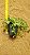 Crassula pellucida - Imagem 2