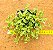 Crassula pellucida - Imagem 3