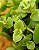 Crassula pellucida - Imagem 4