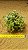 Crassula pellucida - Imagem 1