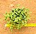 Crassula pellucida - Imagem 1