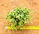 Crassula pellucida - Imagem 2