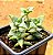 Crassula perforata - Imagem 2