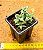 Crassula perforata - Imagem 3