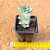 Crassula perforata conjucta - Imagem 4