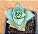 Crassula perforata conjucta - Imagem 2