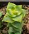 Crassula perforata variegata - Imagem 2