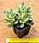 Crassula rusby variegata - Imagem 2