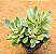 Crassula rusby variegata - Imagem 1